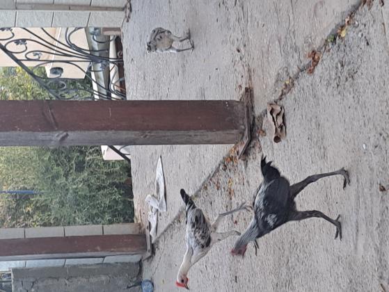 למכירה להקת מודרין