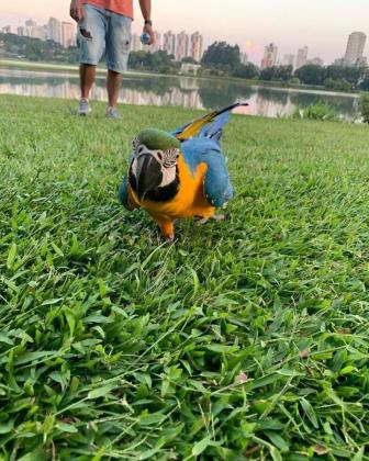 תוכי מקאו חמודים ומקסימים לאימוץ.