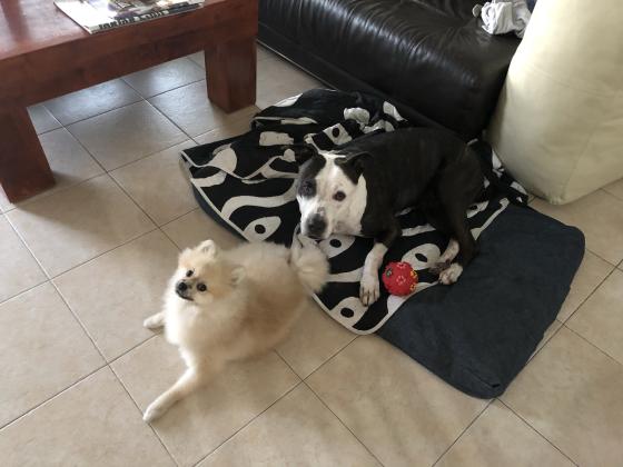 סלפי מחפשת בית