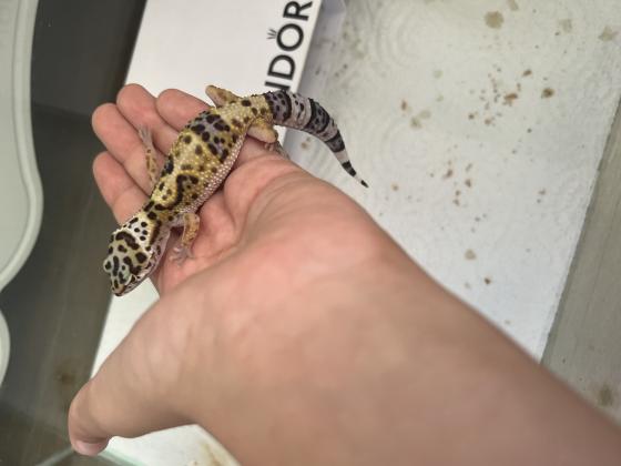 שממית מנומרת למכירה 750 שח.