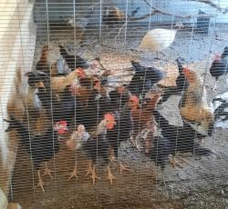 תרנגולות מטילות צבעוני בלאדי מחיר
