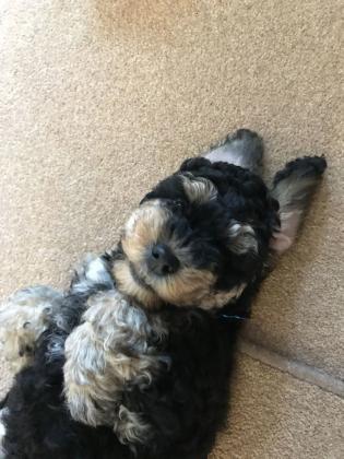 גורי פודל פנטום מושלמים לעוד