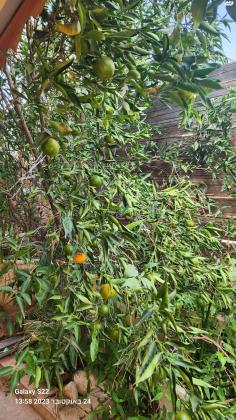 הגליל 9 (עמידר;ניצנה)