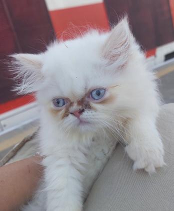 פרסית מושלמת גיזעית פחוסה עינים תכלת