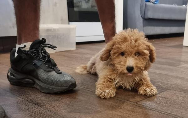 גורת פודל בת 3 חדושים