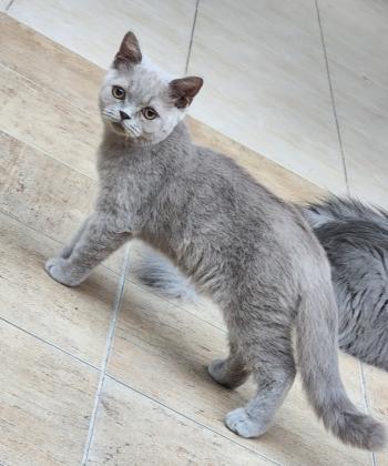 חתולים בריטי גזעי זכר ונקבה