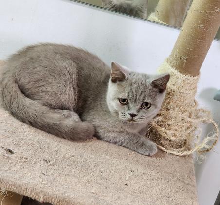 חתולים בריטי גזעי זכר ונקבה