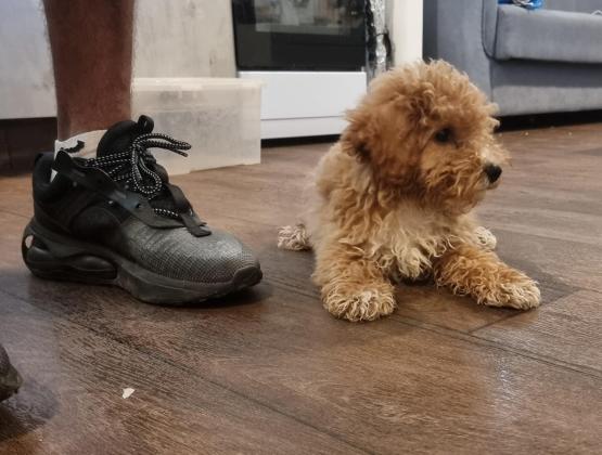 גורת פודל בת 3 חדושים