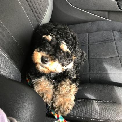 גורי פודל פנטום מושלמים לעוד