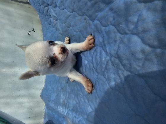 למכירה גורי ציוואווה מושלמים יש