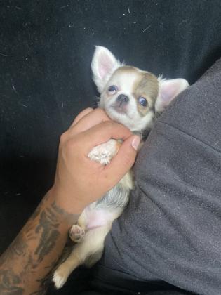 למחפשי צ’יוואווה ננסי מיני רמה