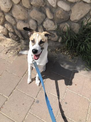 כלב מאוד פעיל וחרוץ