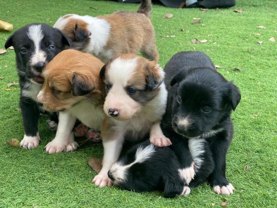 שישה גורים מעורבים למכירה,יפיפיהים ומתו...
