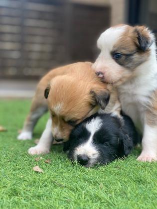 שישה גורים מעורבים למכירה,יפיפיהים ומתו...