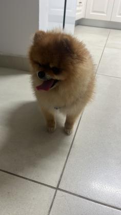 זכר מיני גזעי עם תעודות