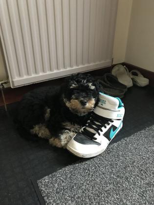 גורי פודל פנטום מושלמים לעוד