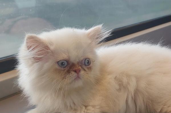 גורה מושלמת בת חודש וחצי