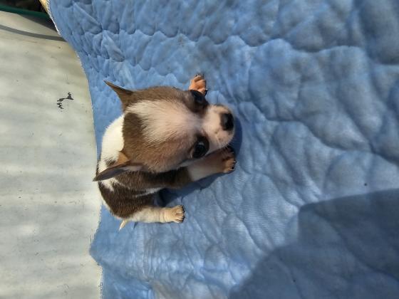 למכירה גורי ציוואווה מושלמים יש