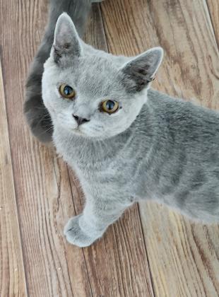 חתולים בריטי גזעי זכר ונקבה