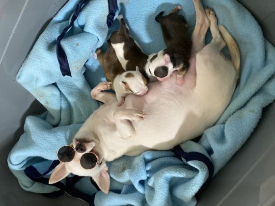 למחפשי צ’יוואווה ננסי מיני רמה