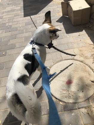 כלב מאוד פעיל וחרוץ