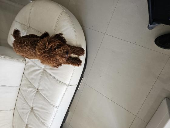 למכירה כלבת פודל גיל שנה