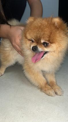 זכר מיני גזעי עם תעודות