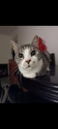 בצער רב מוסרת את החתול