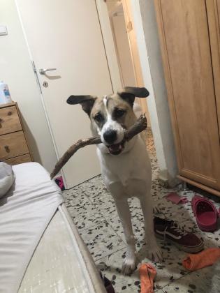 כלב מאוד פעיל וחרוץ