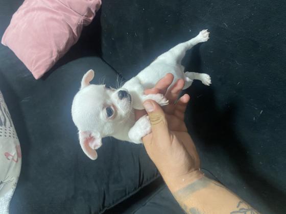 למחפשי צ’יוואווה ננסי מיני רמה