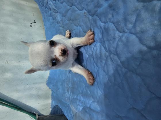 למכירה גורי ציוואווה מושלמים יש