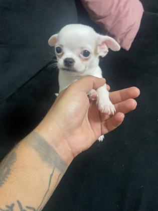 למחפשי צ’יוואווה ננסי מיני רמה