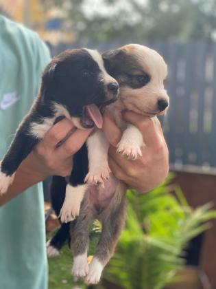 שישה גורים מעורבים למכירה,יפיפיהים ומתו...