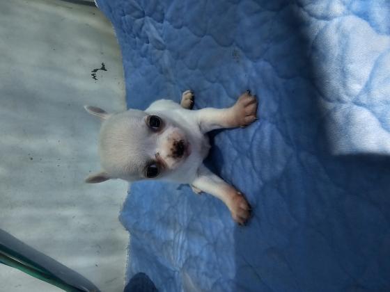 למכירה גורי ציוואווה מושלמים יש