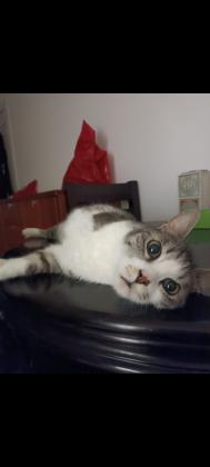 בצער רב מוסרת את החתול