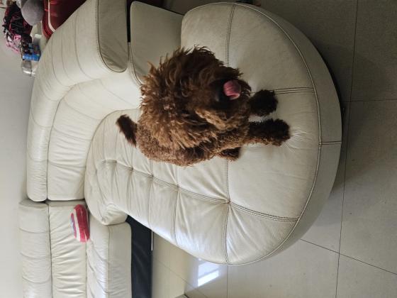 למכירה כלבת פודל גיל שנה