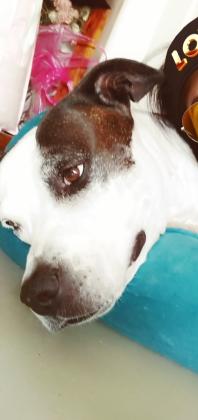 סלפי מחפשת בית