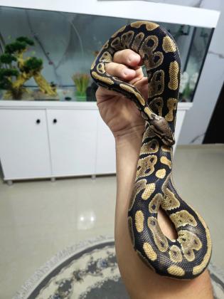 פיתון מתכדר