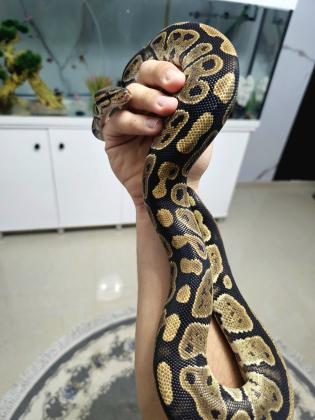 פיתון מתכדר