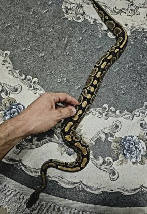 פיתון מתכדר