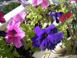 דייהטסו טריוס 4X4 SX אוט' 1.5 (104 כ''ס) בנזין 2008 למכירה ביהוד מ