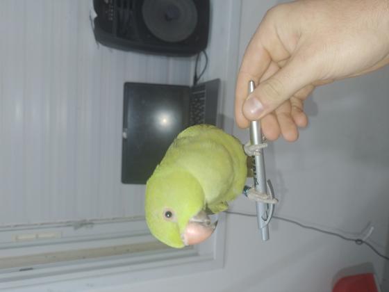 תוכי מאוד מתוק שובב ומלא