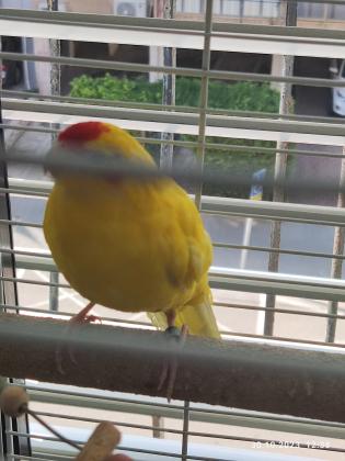 למכירה שתי תוכים האכלת יד