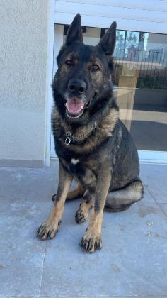 רועה גרמני גזעי, אגן A