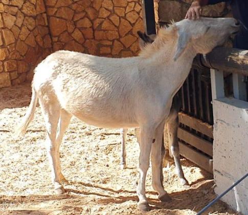 אתון יפה, דוהרת חיה, ממושמעת מאוד