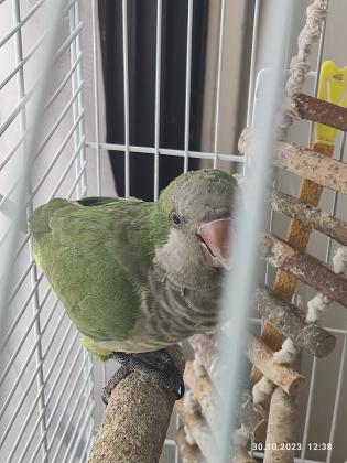 למכירה שתי תוכים האכלת יד