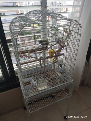 למכירה שתי תוכים האכלת יד