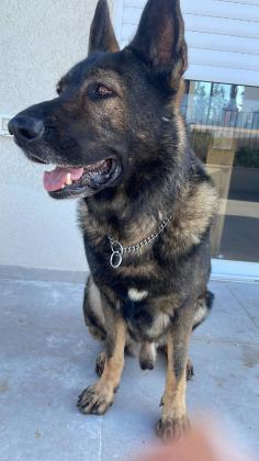 רועה גרמני גזעי, אגן A