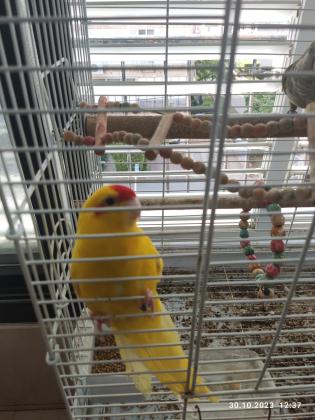 למכירה שתי תוכים האכלת יד