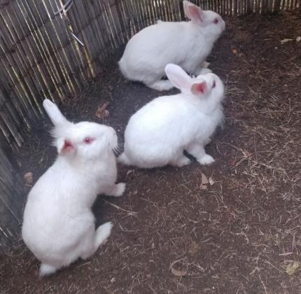 ארנבונים חמודים מחפשים בית חם